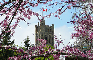University College Tower through purple flowers