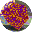 Phase-field-modeling-of-materials-circle-125x125.png