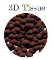 Mikko-computational-modeling-cancer-growth.png