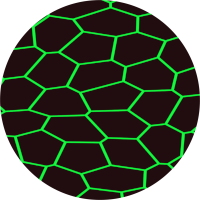 Simulation of epithelial cells